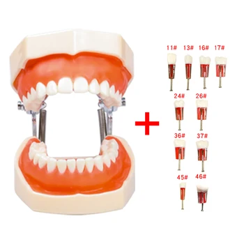 Snímateľné zubné Školenia model guma zuby S Endodoncie Koreňového Kanála Zub Vzdelávanie Blok Stomatológia RCT Prax Študentov